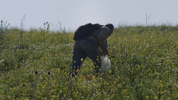 Person gathers crop in yellow field
