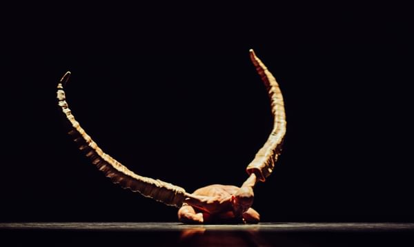 A performer lies tucked-up on the floor with huge animal horns worn over their arms, pointed backwards and above them.