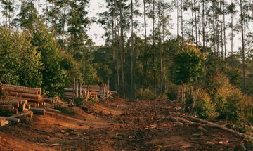 A sunny forest with tall, green trees in the background and a cleared path in the foreground with logs stacked up