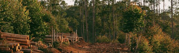A sunny forest with tall, green trees in the background and a cleared path in the foreground with logs stacked up